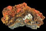 Bright Orange Crocoite Crystal Cluster with Cerussite - Tasmania #106823-1